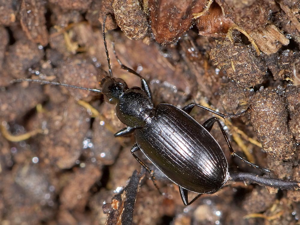 Agonum (Europhilus) thoreyi